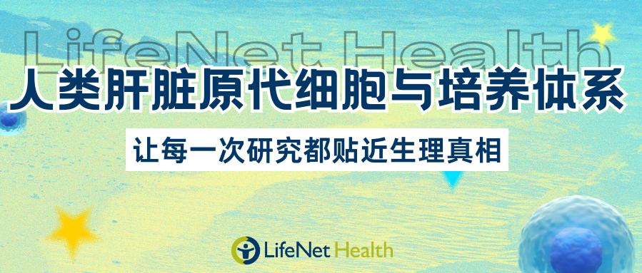 LifeNet Health人类肝脏原代细胞与培养体系：让每一次研究都贴近生理真相