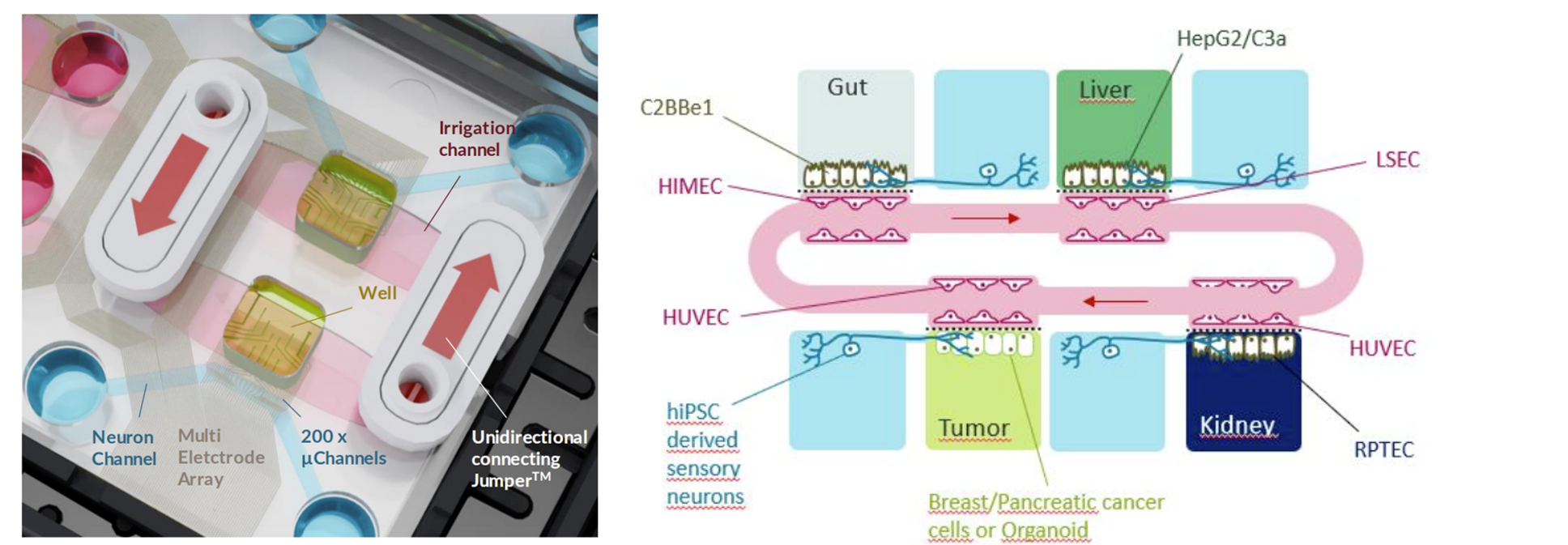 多组神经-3D类器官串联研究