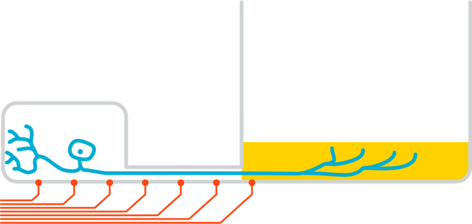 神经支配任何3D类器官示意图01