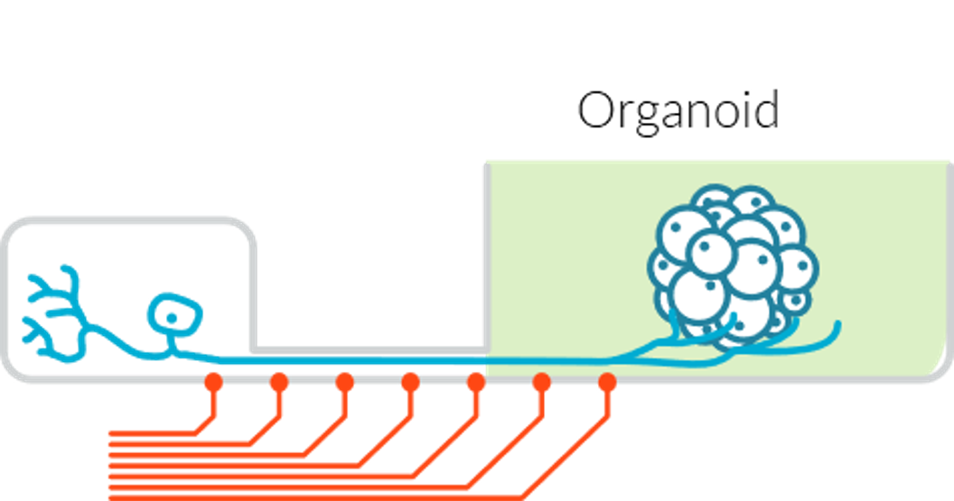 神经支配任何3D类器官示意图02