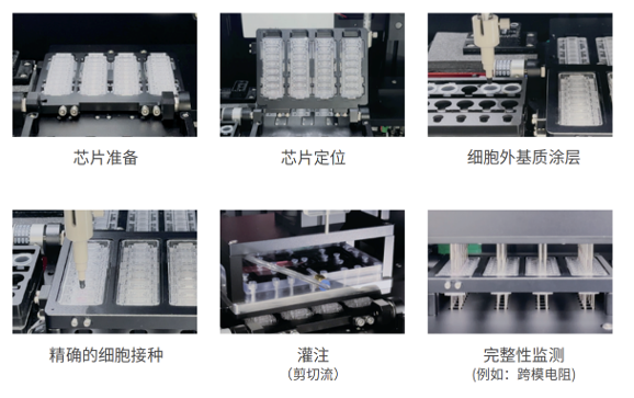 器官芯片自动化工作流程
