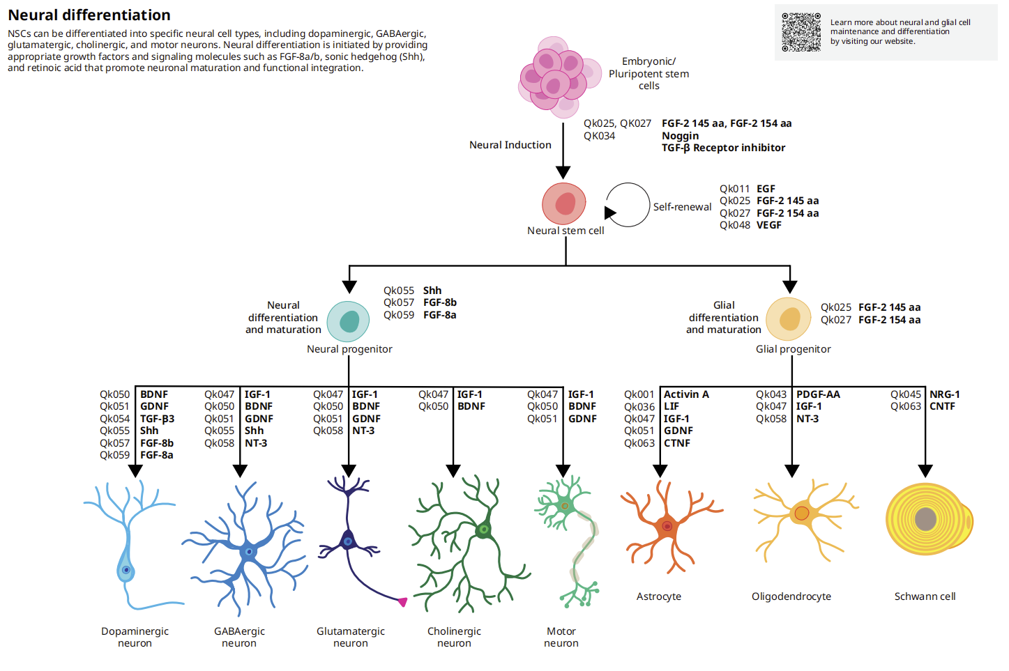 神经细胞维持分化生长因子
