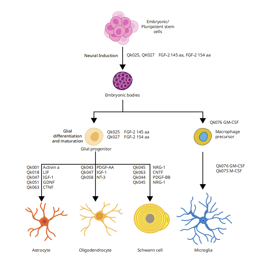 胶质细胞分化的流程图及涉及的蛋白