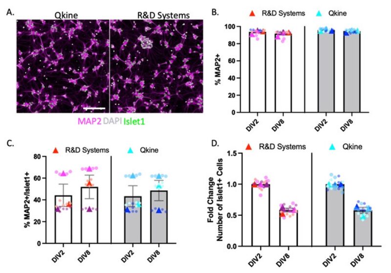iPSC 衍生运动神经元的特征