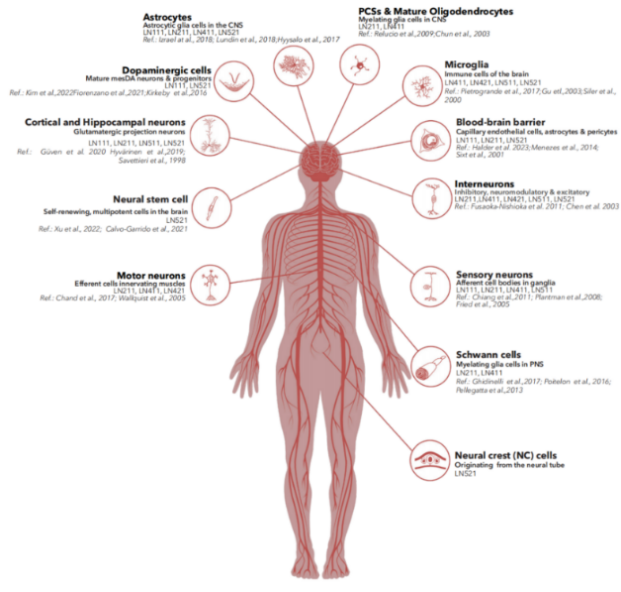 多种层粘连蛋白laminin天然存在于神经系统细胞外微环境