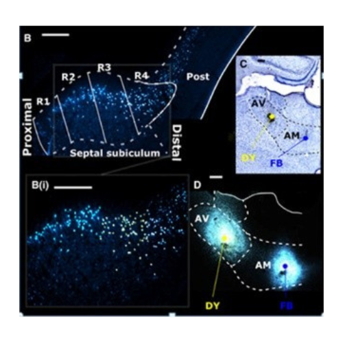 fast blue（快蓝）