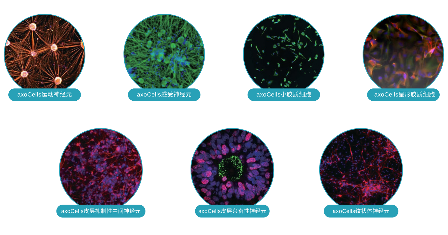 axoCells神经细胞类型