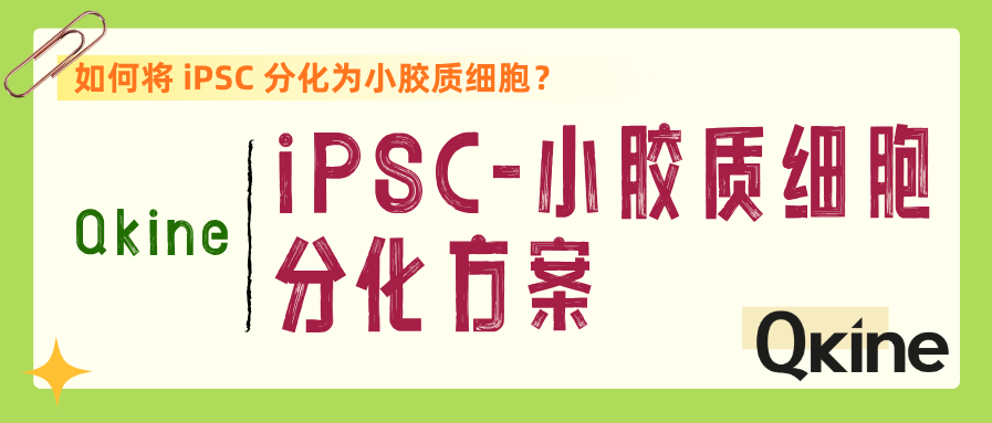 Qkine重组蛋白｜从iPSC到小胶质细胞的分化方案