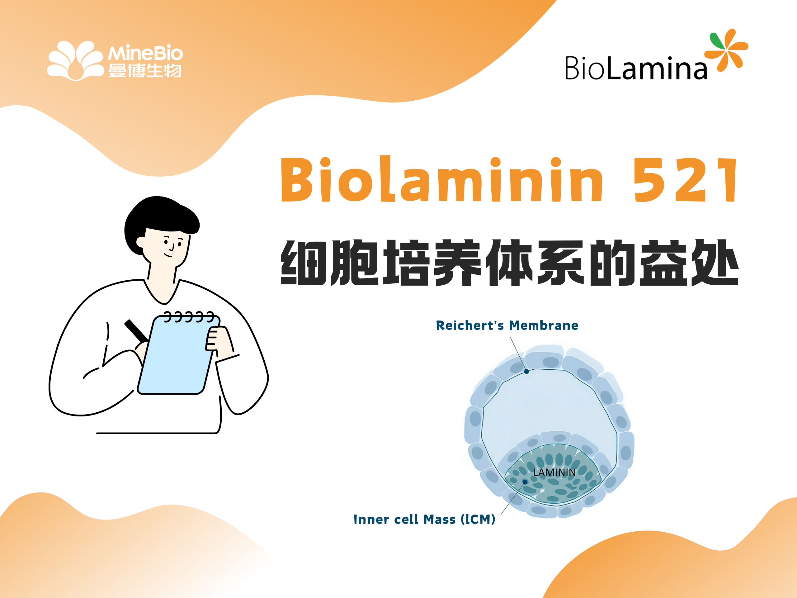 【技术分享】层粘连蛋白Biolaminin521细胞培养体系的益处