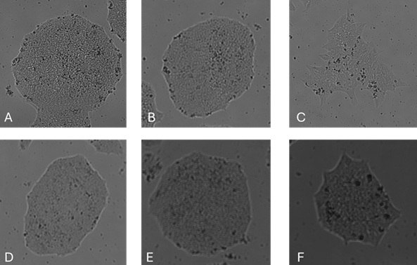 传代48小时后的克隆形态