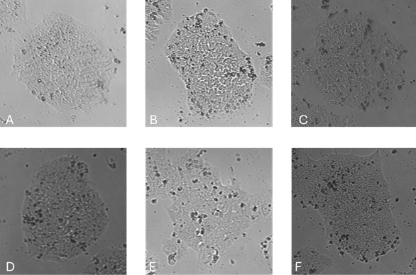 单细胞传代48小时后的克隆形态