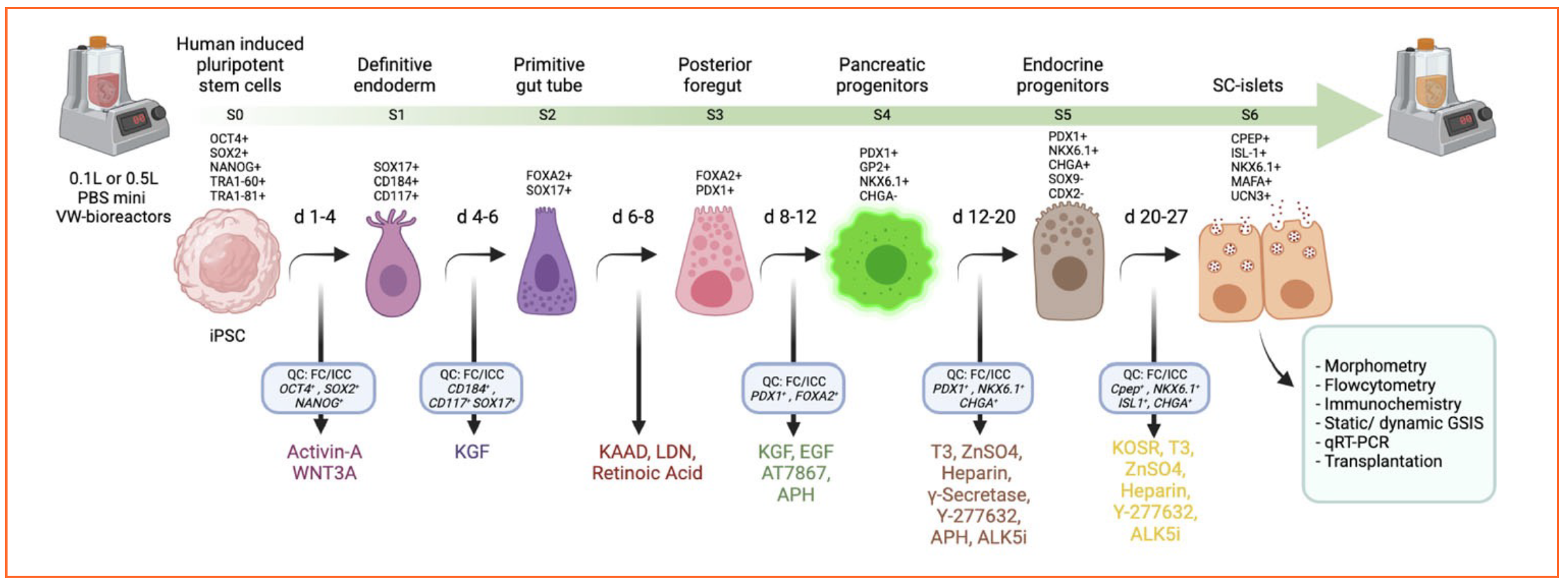 PBS已开发的六阶段分化方案 PBS已开发的六阶段分化方案