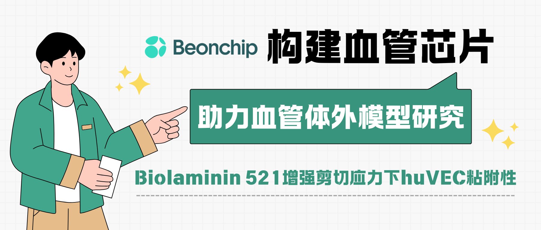 血管芯片：Biolaminin 521能增强剪切应力下huVEC的粘附性
