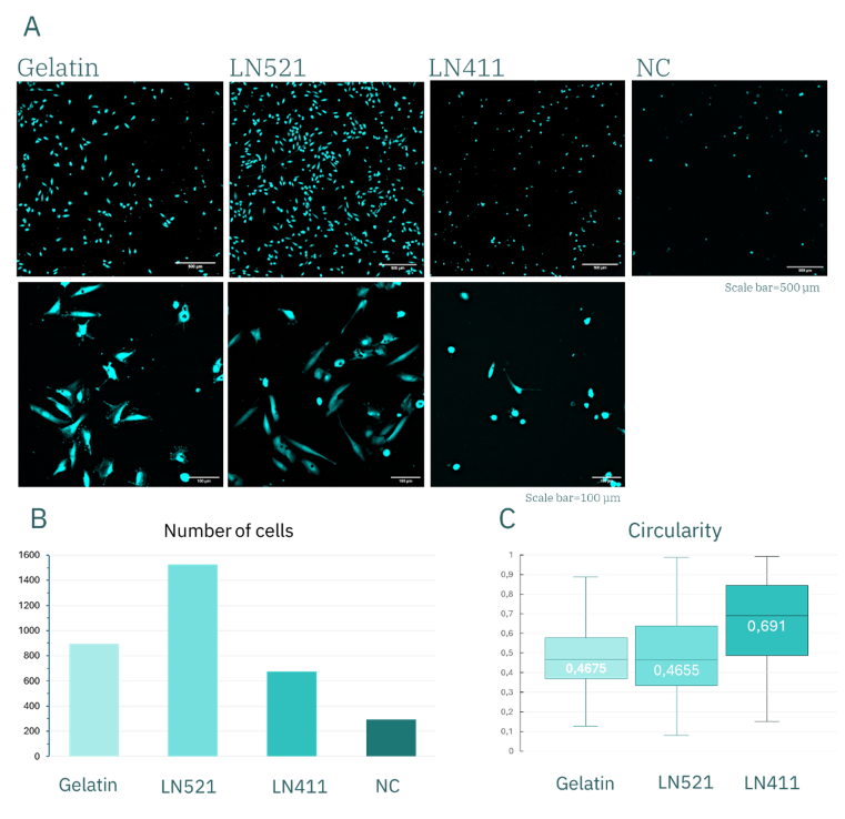 huVEC培养3天后的表现