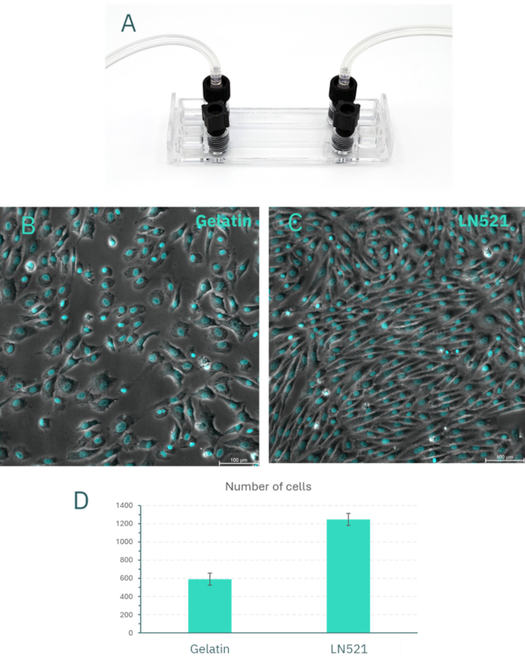 Be-Flow装置中huVEC的流体实验