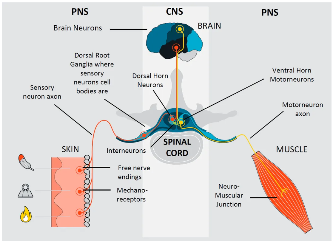 NETRI人类神经元在体内传递信息