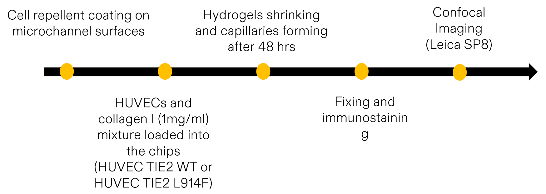 利用I型胶原水凝胶自组装形成单根毛细血管结构