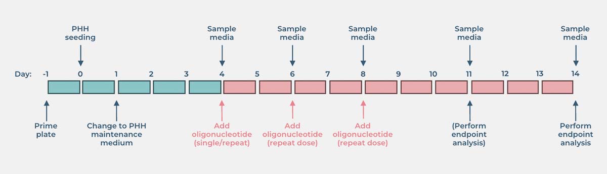 使用CN Bio器官芯片研究标准寡核苷酸递送的检测时间表、检测终点