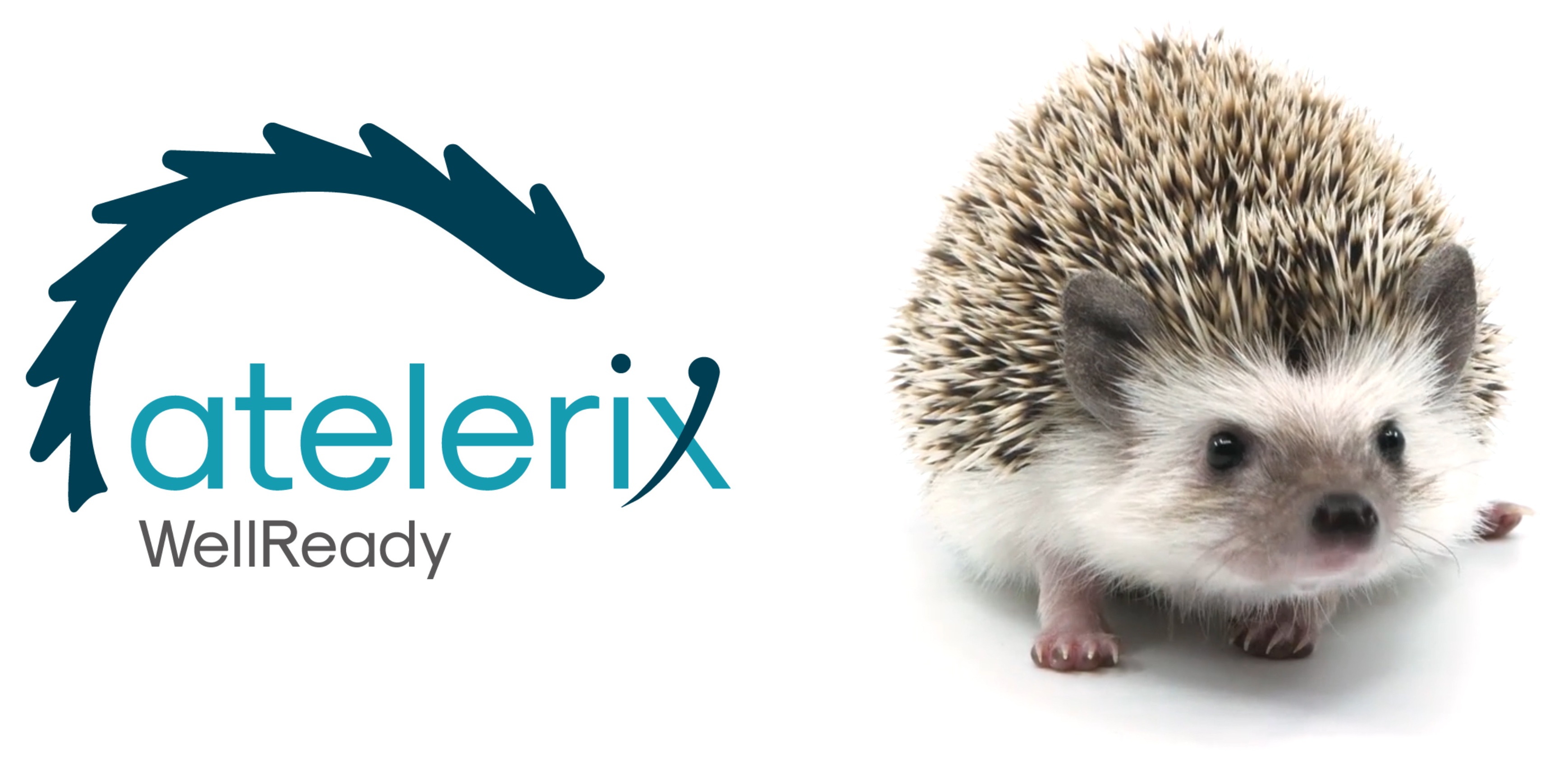 Atelerix常温保存水凝胶 Atelerix常温保存水凝胶