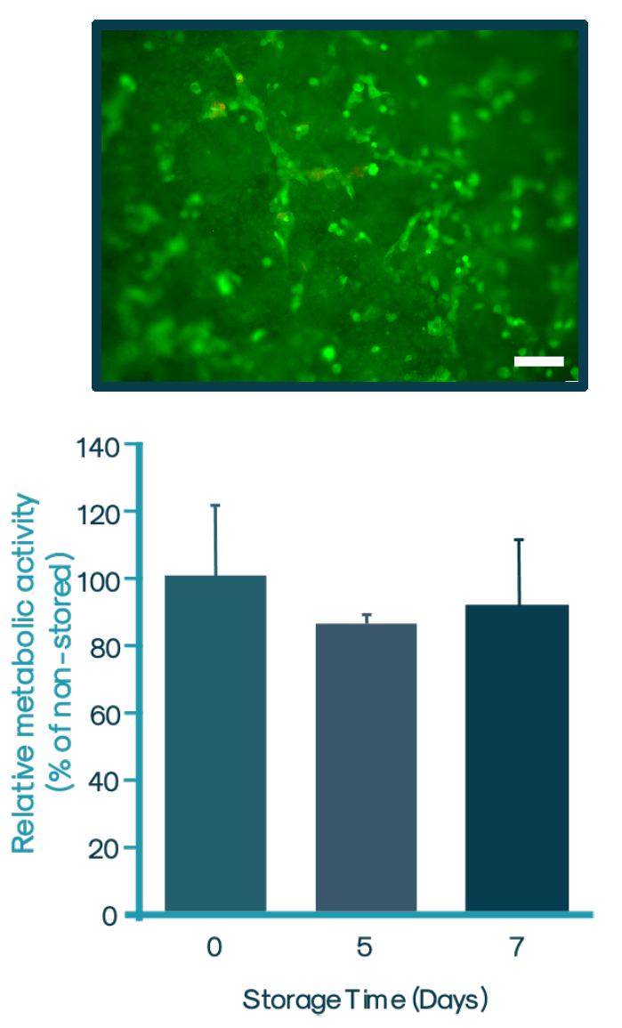 使用WellReady保存的气升式皮肤基质/上皮模型的活/死细胞染色(上)和代谢活性(下) 使用WellReady保存的气升式皮肤基质/上皮模型的活/死细胞染色(上)和代谢活性(下)