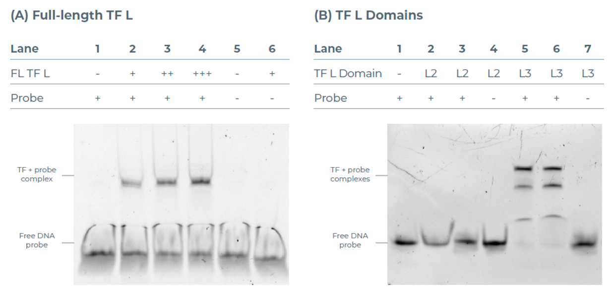 eProtein Discovery系统DNA结合EMSA实验结果