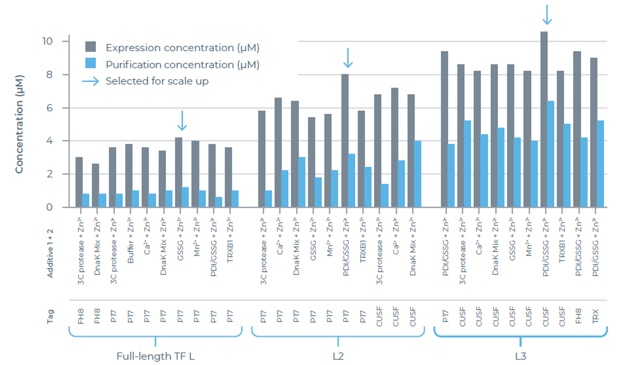 TF L变体的表达与纯化结果