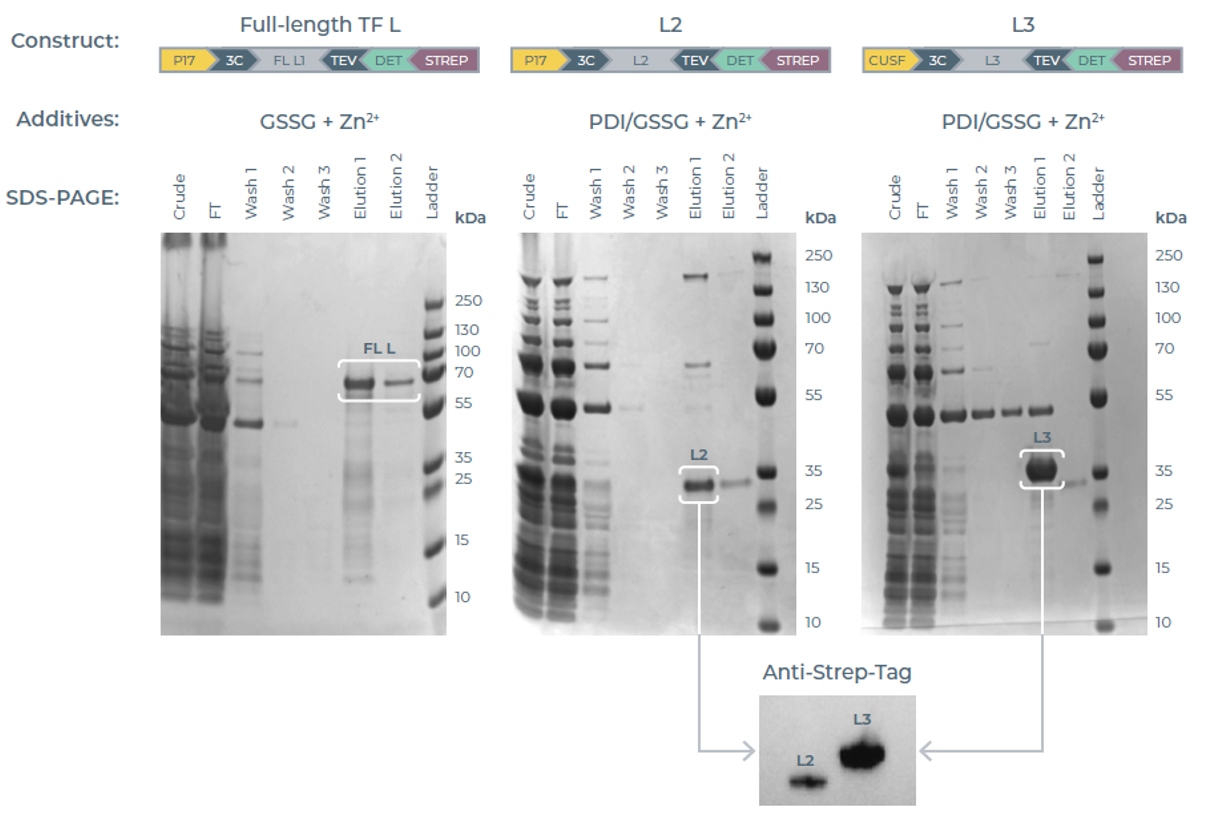 eProtein Discovery系统放大生产结果