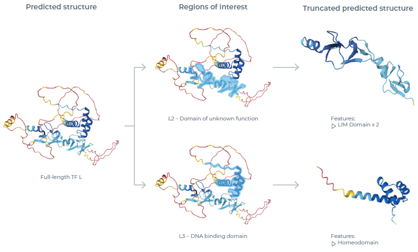 TF L变体的AlphaFold结构预测