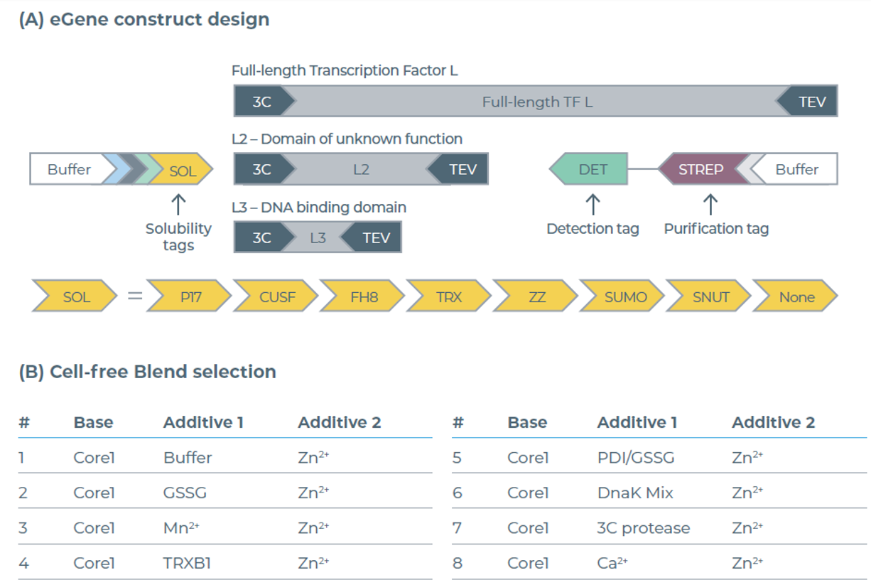eGene构建体与无细胞混合体系的筛选