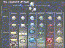 MSC可被诱导进入几种不同间充质谱系路径中 MSC可被诱导进入几种不同间充质谱系路径中