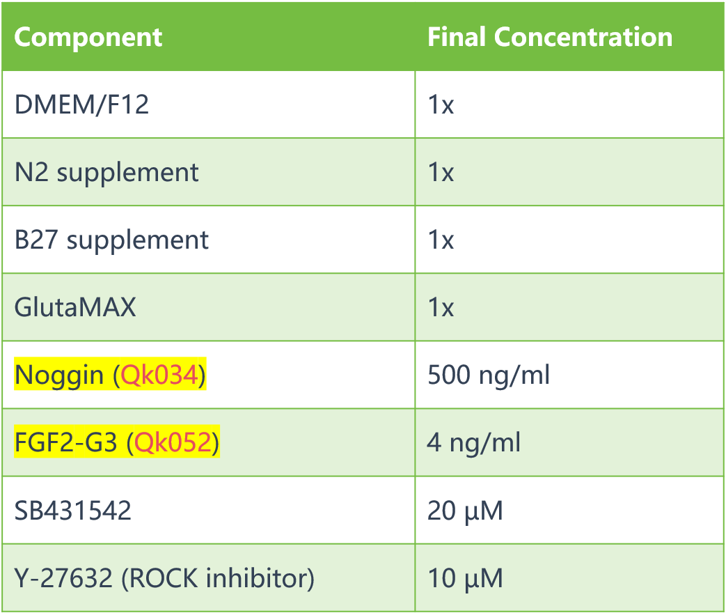 神经EB形成培养基成分+ROCK抑制剂 神经EB形成培养基成分+ROCK抑制剂
