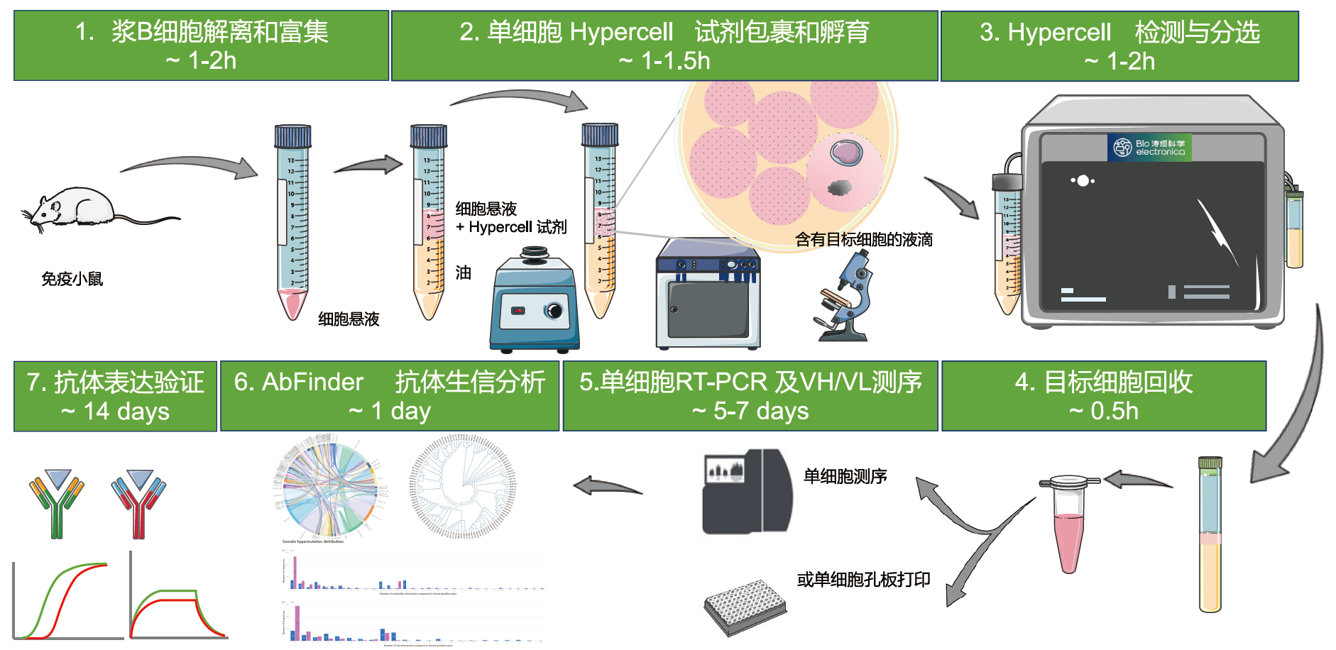 浆B细胞抗体发现工作流程示意图