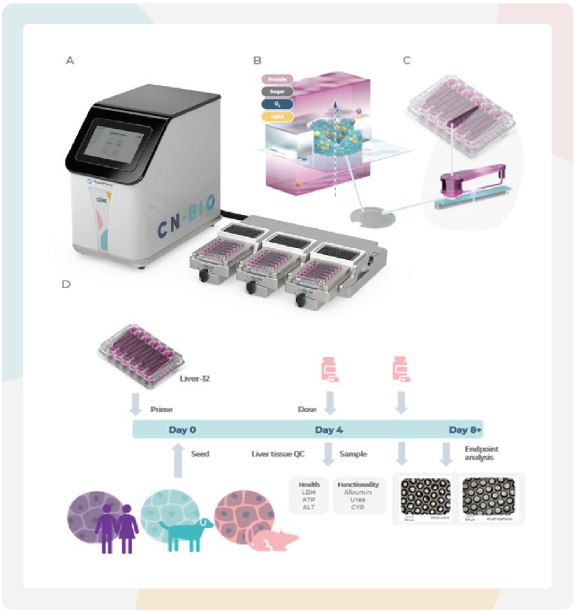 PhysioMimix微流控器官芯片系统支持构建3D动物肝脏微组织