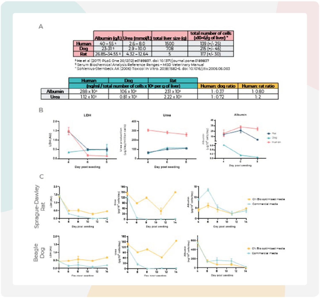 利用PhysioMimix微流控器官芯片系统延长肝细胞活力