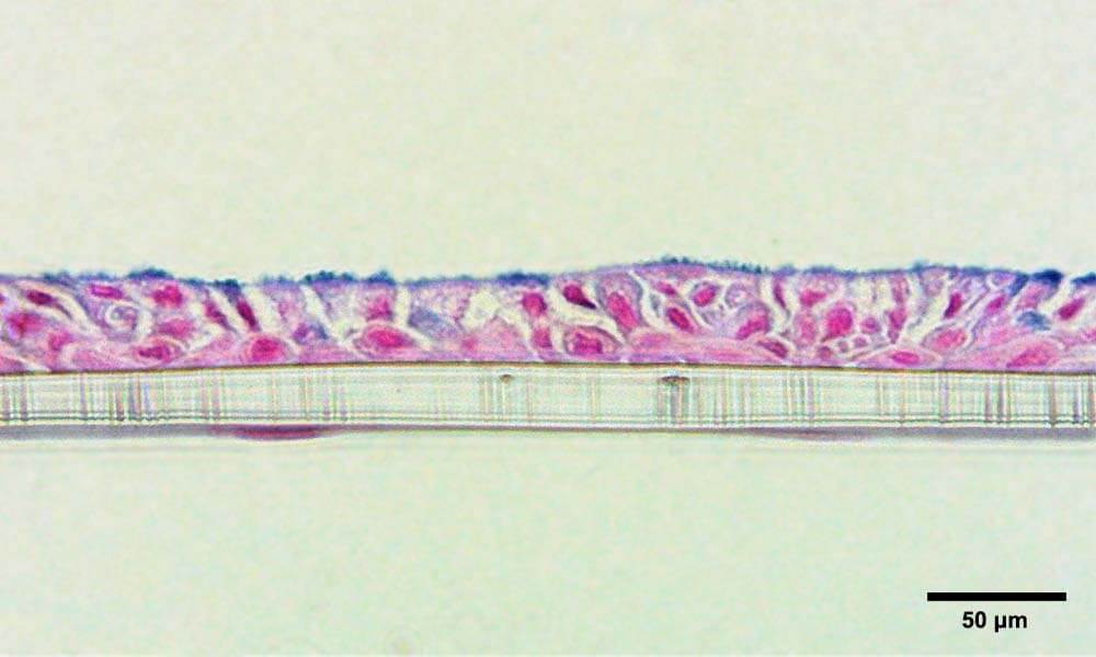 支气管肺芯片组织在气液界面培养