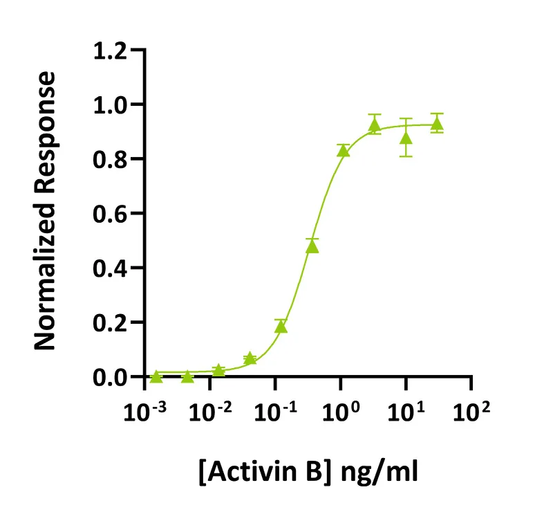Qkine Activin B-Qk024|Smad 报告基因法活性检测 Qkine Activin B-Qk024|Smad 报告基因法活性检测