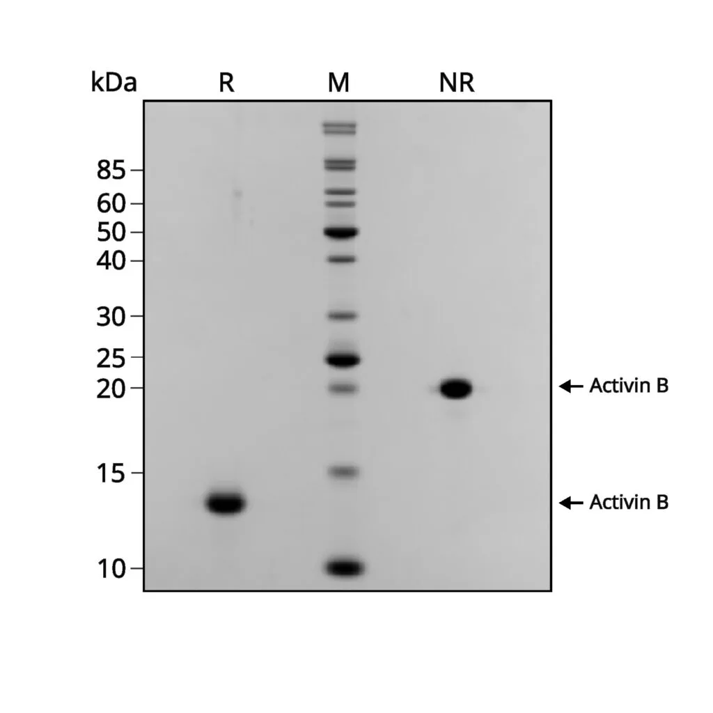 Qkine Activin B-Qk024|SDS-PAGE电泳-纯度验证 Qkine Activin B-Qk024|SDS-PAGE电泳-纯度验证