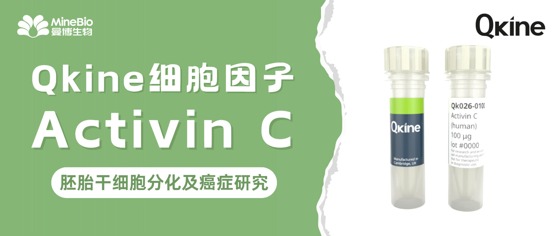 Qkine细胞因子-Activin C(Qk026)激活素C｜胚胎干细胞分化及癌症研究