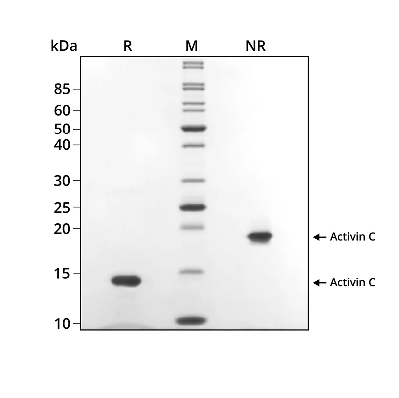 Qkine ActivinC-Qk026|SDS-PAGE电泳纯度验证 Qkine ActivinC-Qk026|SDS-PAGE电泳纯度验证