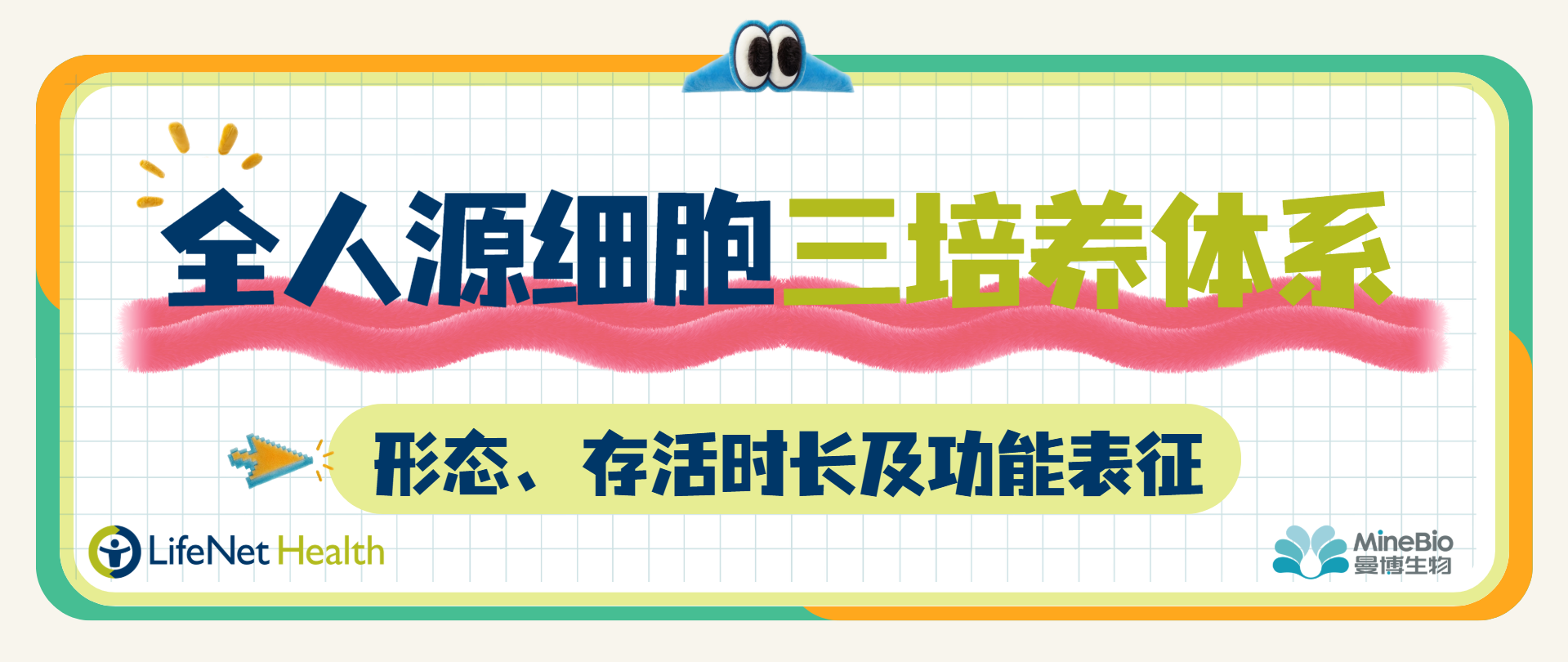 全人源细胞三培养体系｜形态、存活时长及功能特性表征