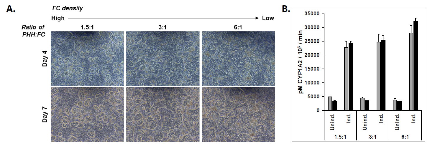 三培养体系TCS中适宜原代人肝细胞PHHs与饲养细胞FCs比例