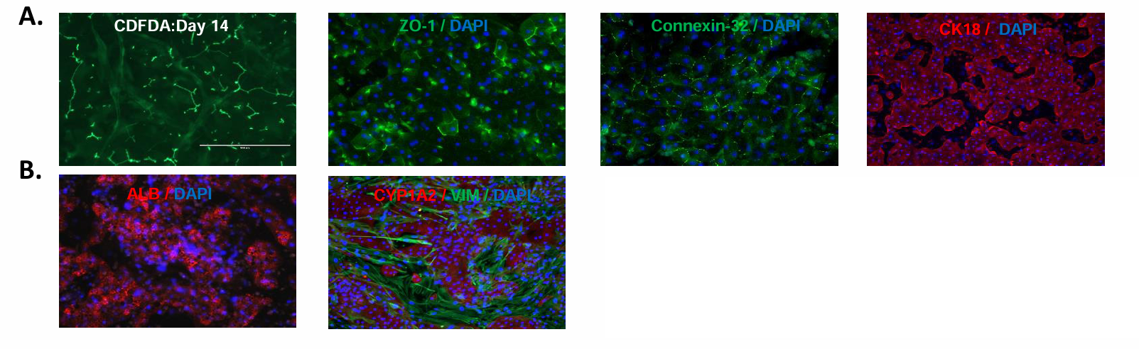 三培养体系TCS中胆小管的形成及蛋白标志物的表达