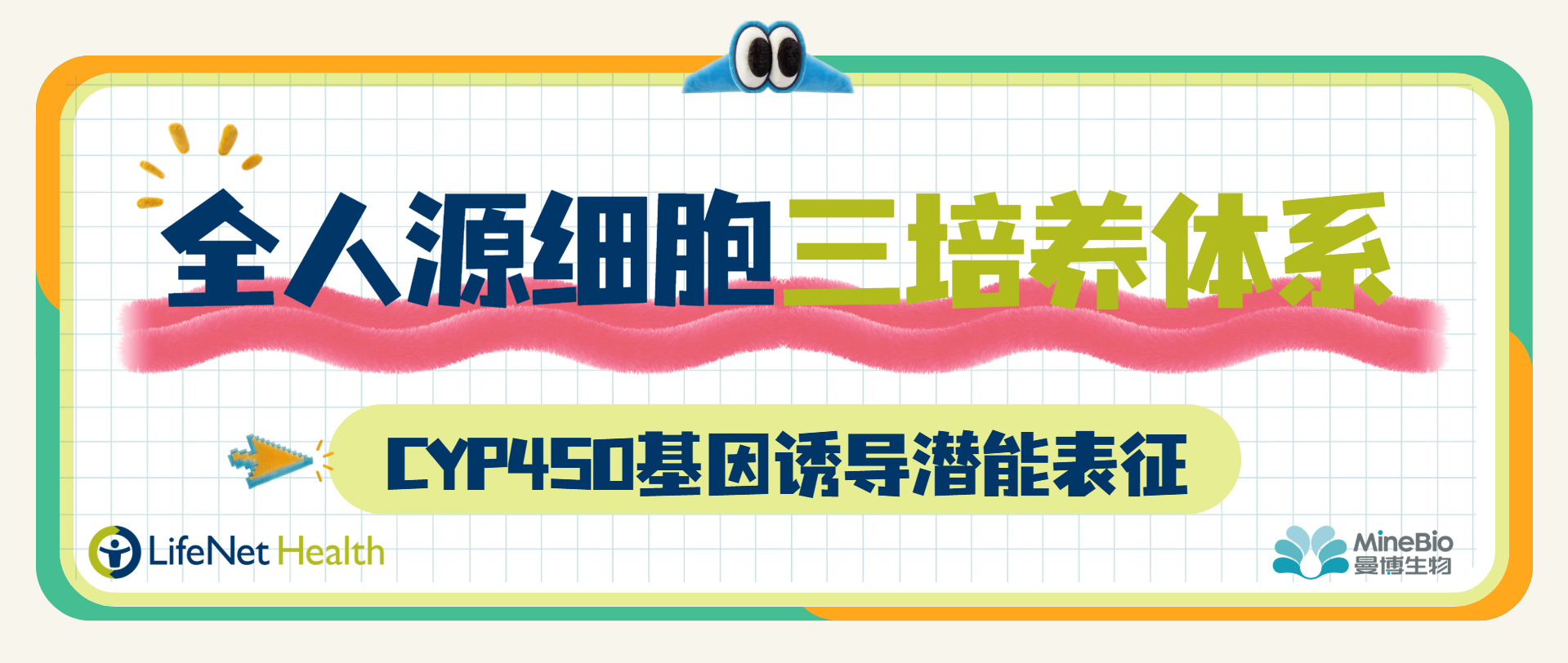 全人源肝细胞三培养体系｜CYP450基因诱导潜能表征