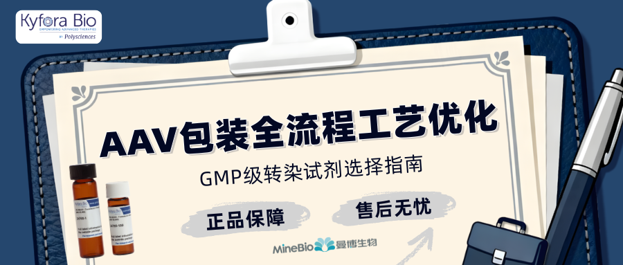 从科研到临床：AAV病毒包装全流程工艺优化与GMP级转染试剂优选