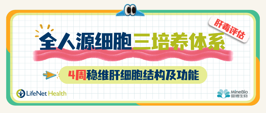 全人源三培养体系｜4周稳维肝细胞结构及功能，肝毒评估新工具