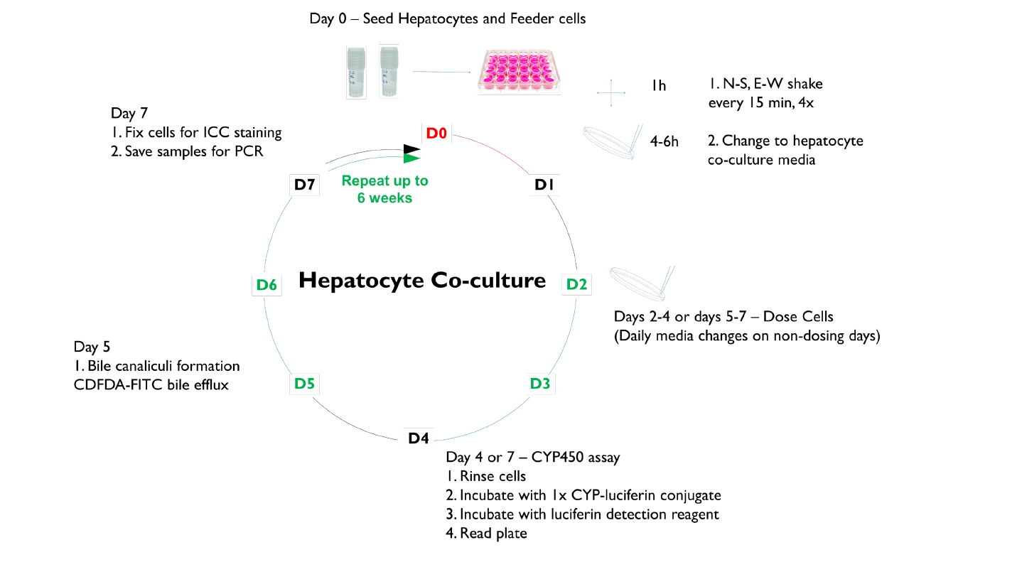 肝细胞培养的材料与方法