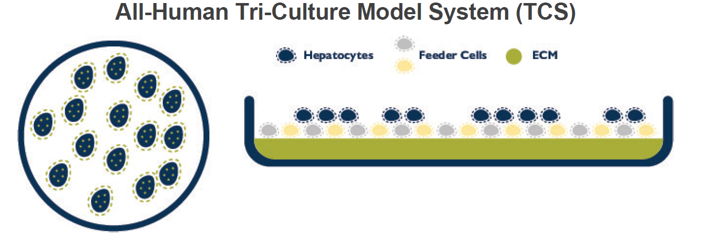 全人源三培养体系TCS示意图