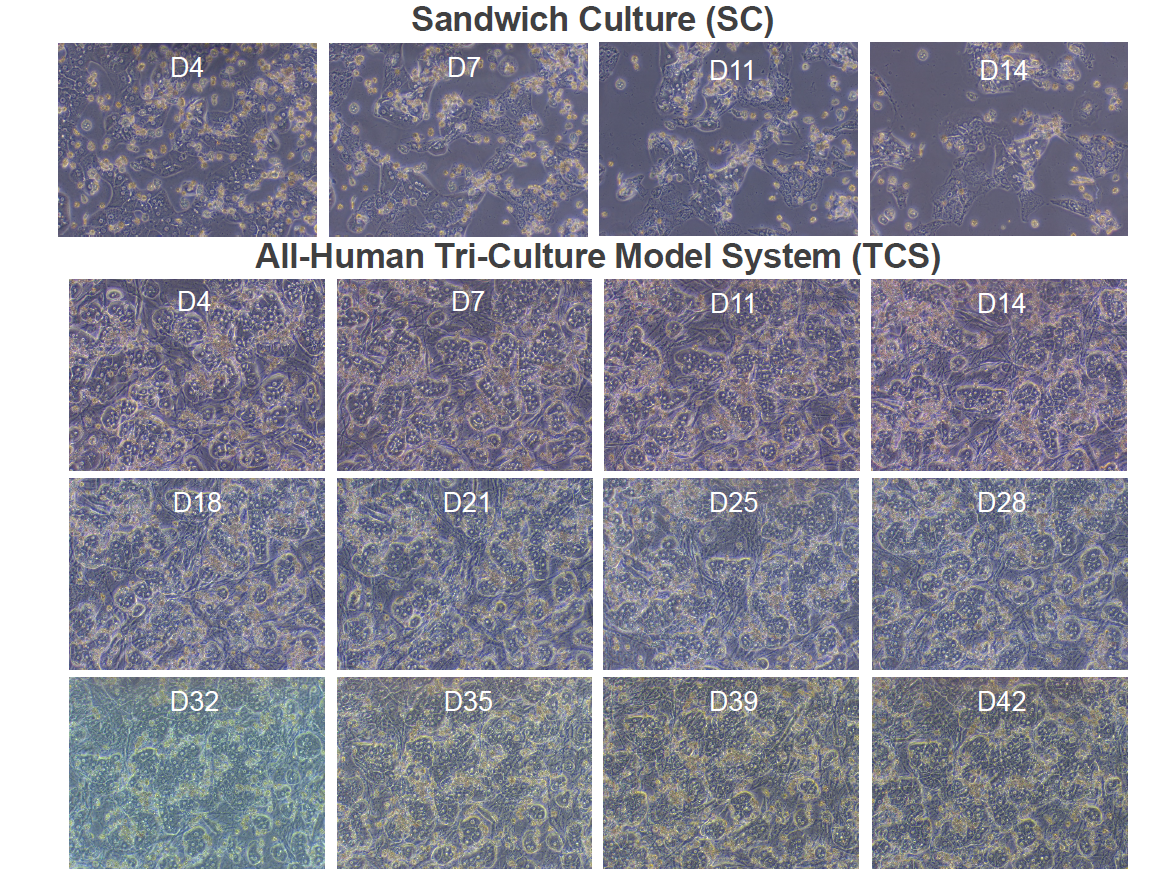 三培养体系TCS能维持肝细胞形态完整性