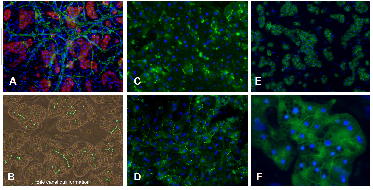 培养14天时三培养体系TCS中肝细胞极性及功能的恢复