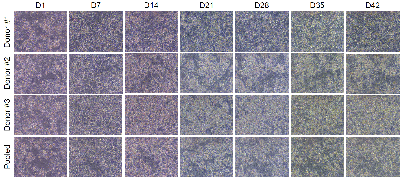 3名不同供体PHH单/混合批次在TCS中培养6周的代表性图像